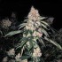 LEMON WHHIP HAZE IBL (Ethos Genetics)