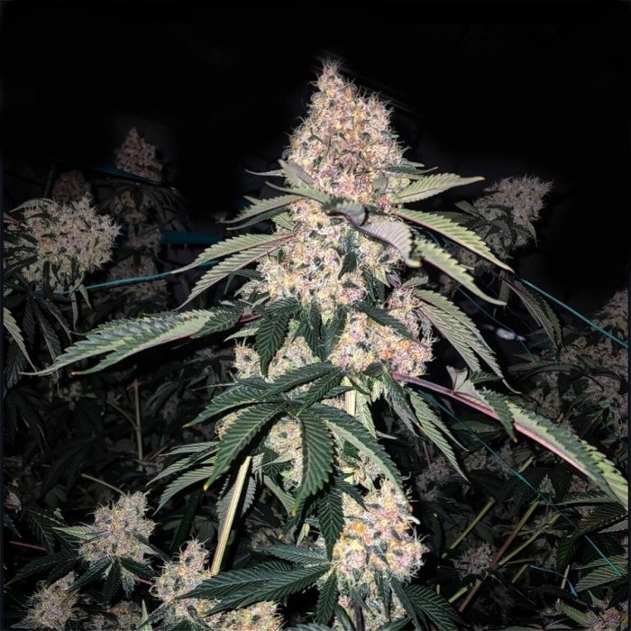 Semillas de marihuana feminizadas Lemon Whhip Haze IBL de Ethos Genetics.