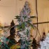 Semillas de marihuana feminizadas Liqueur R1 de Ethos Genetics.