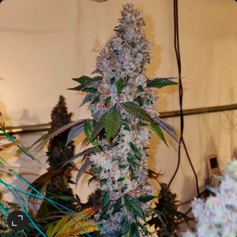 Semillas de marihuana feminizadas Liqueur R1 de Ethos Genetics.
