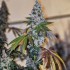 Semillas de marihuana feminizadas Cherry Pie OG S1 de Ethos Genetics.