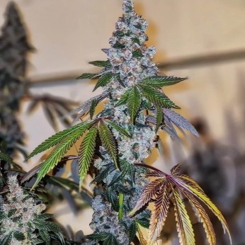 Semillas de marihuana feminizadas Cherry Pie OG S1 de Ethos Genetics.