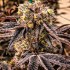 Semillas de marihuana feminizadas M.C. Nuggets R1 de Ethos Genetics.