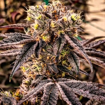 Semillas de marihuana feminizadas M.C. Nuggets R1 de Ethos Genetics.