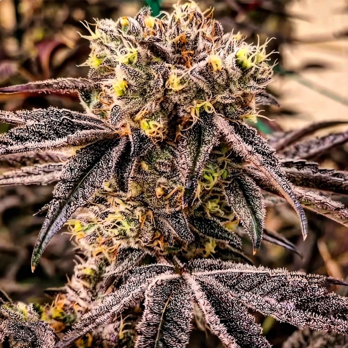 Semillas de marihuana feminizadas M.C. Nuggets R1 de Ethos Genetics.