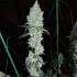 Semillas de marihuana feminizadas Lemon Cherry Pie R1 de Ethos Genetics.