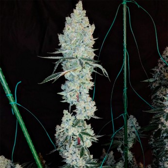 Semillas de marihuana feminizadas Lemon Cherry Pie R1 de Ethos Genetics.