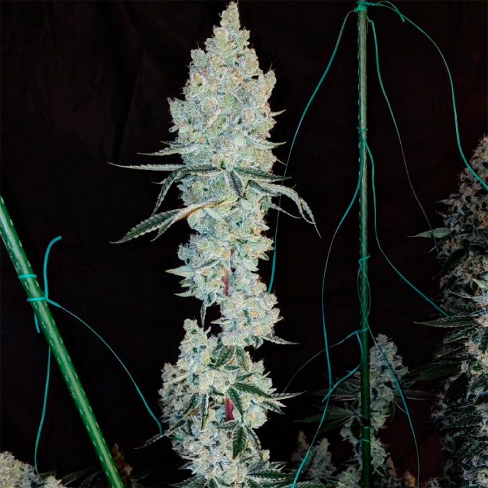 Semillas de marihuana feminizadas Lemon Cherry Pie R1 de Ethos Genetics.