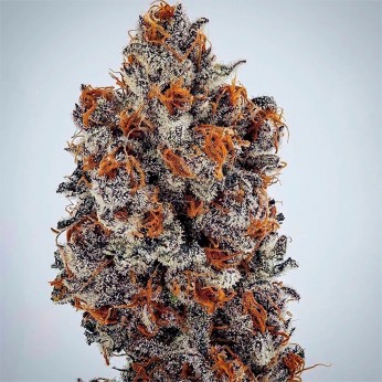 Semillas de marihuana feminizadas Banana Hammock RBX de Ethos Genetics.