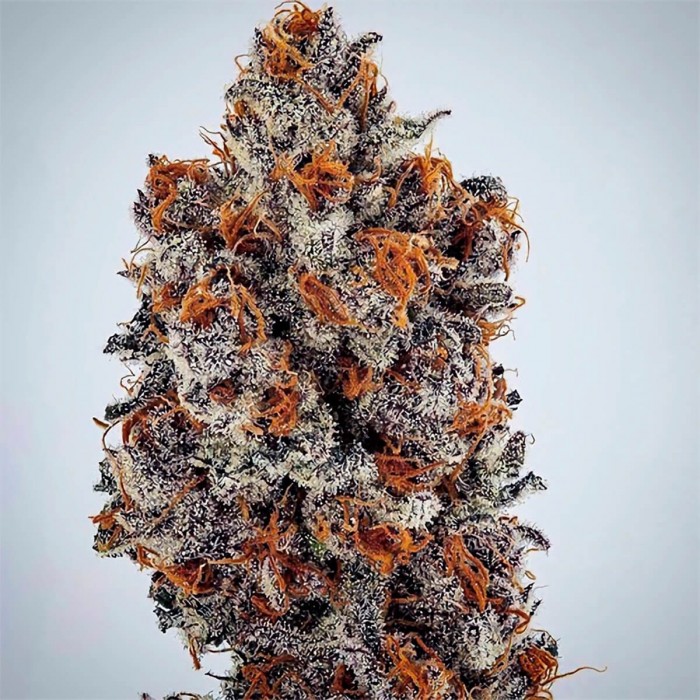 Semillas de marihuana feminizadas Banana Hammock RBX de Ethos Genetics.