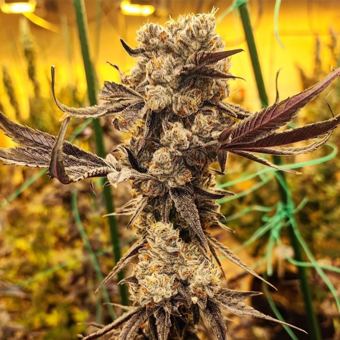 Semillas de marihuana feminizadas Dip N'stax RBX1 de Ethos Genetics.