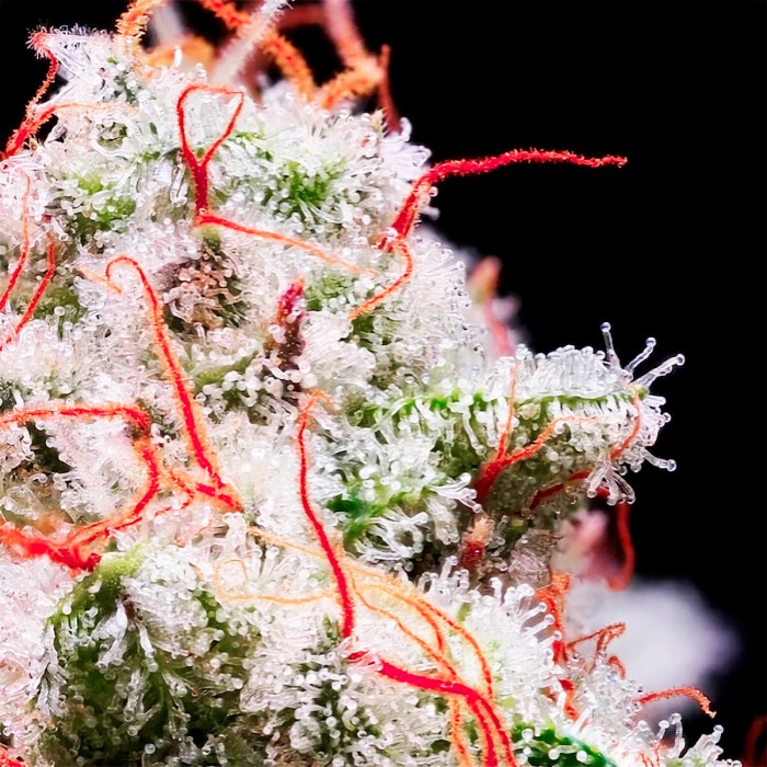 Semillas de autoflorecientes  Auto Peach Crescendo RF3 de Ethos Genetics.