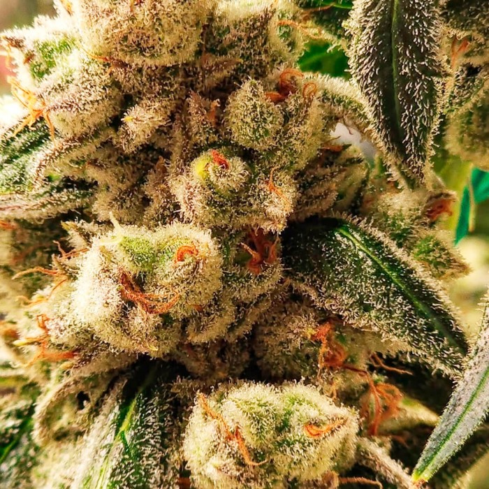 Semillas de autoflorecientes  Auto Pluto Cookies IBL de Ethos Genetics.