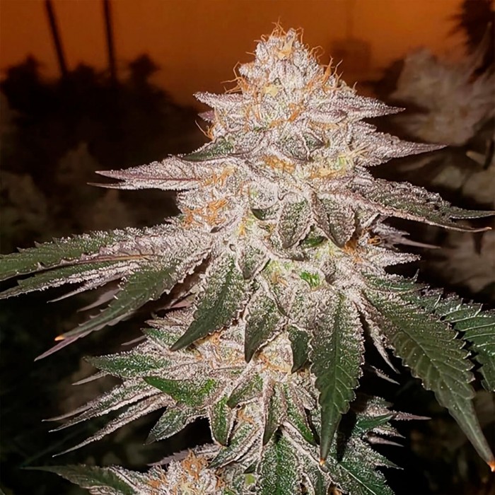 Semillas de autoflorecientes  Auto Piña RBX2 de Ethos Genetics.