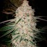 Semillas de autoflorecientes  Auto Pluto Cut RF3 de Ethos Genetics.