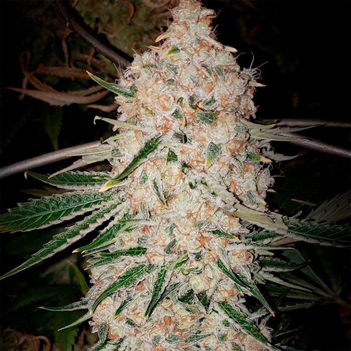 Semillas de autoflorecientes  Auto Pluto Cut RF3 de Ethos Genetics.