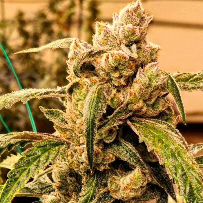 Semillas de autoflorecientes  Auto Banana Jealousy IBL de Ethos Genetics.