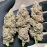 Semillas de marihuana feminizadas Slurricane #7 S1 de In House Genetics, cogollos secos.