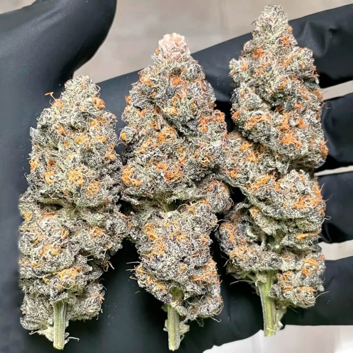 Semillas de marihuana feminizadas Slurricane #7 S1 de In House Genetics, cogollos secos.