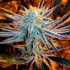 SLURRICANE 7 S1 (In House Genetics)