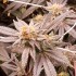 Semillas de marihuana feminizadas Slurricane #7 S1 de In House Genetics, cogollos resinosos.
