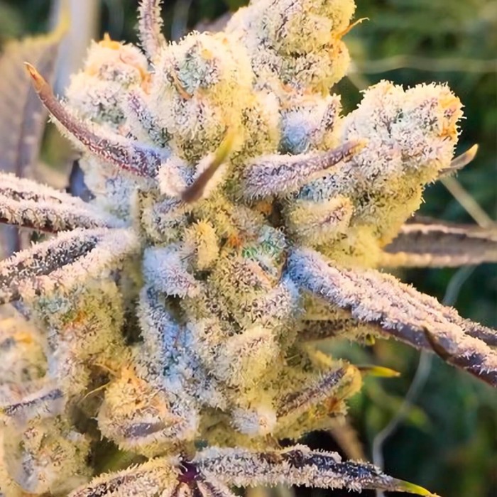 Semillas de marihuana feminizadas Sugar Cane de In House Genetics.
