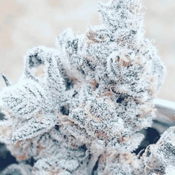 Semillas de marihuana feminizadas Jelly Breath S1 de In House Genetics.