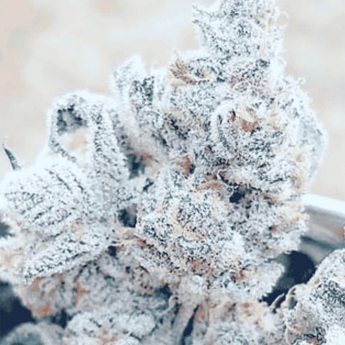 Semillas de marihuana feminizadas Jelly Breath S1 de In House Genetics.