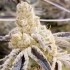 Semillas de marihuana feminizadas Masterpiece de In House Genetics.