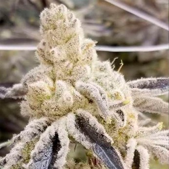 Semillas de marihuana feminizadas Masterpiece de In House Genetics.