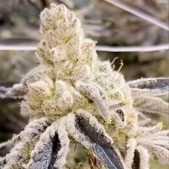 Semillas de marihuana feminizadas Masterpiece de In House Genetics.