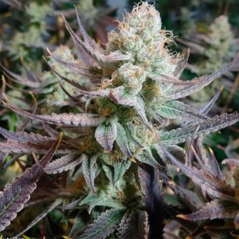 Semillas de marihuana feminizadas Black Cherry Punch de In House Genetics.