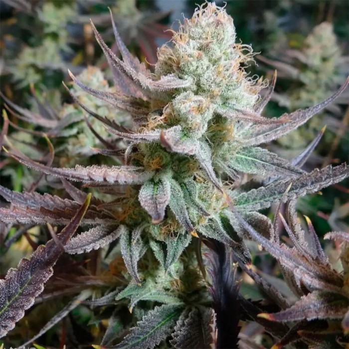 Semillas de marihuana feminizadas Black Cherry Punch de In House Genetics.