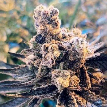 Semillas de marihuana feminizadas Zurple Punch BX de In House Genetics.