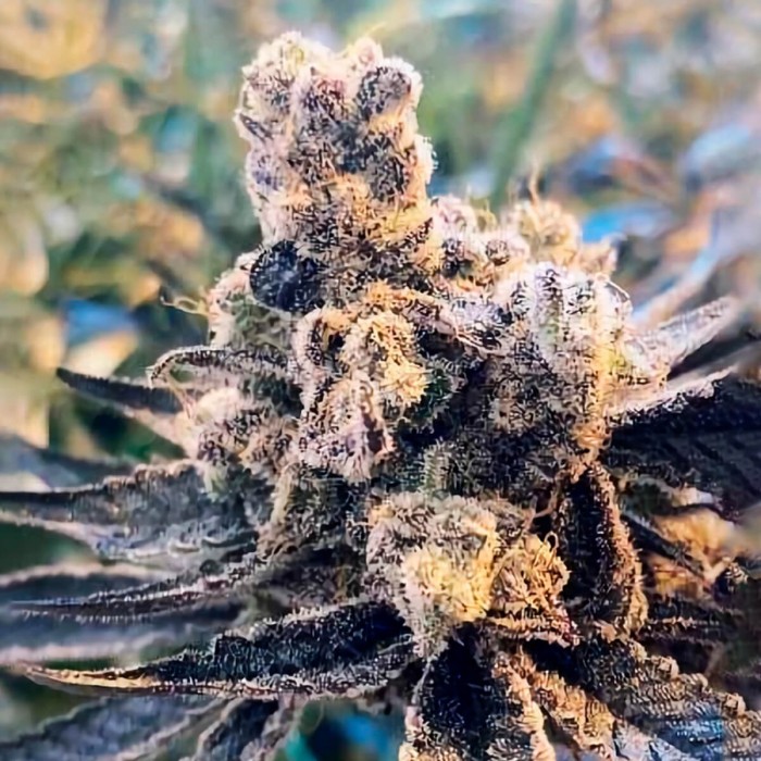 Semillas de marihuana feminizadas Zurple Punch BX de In House Genetics.