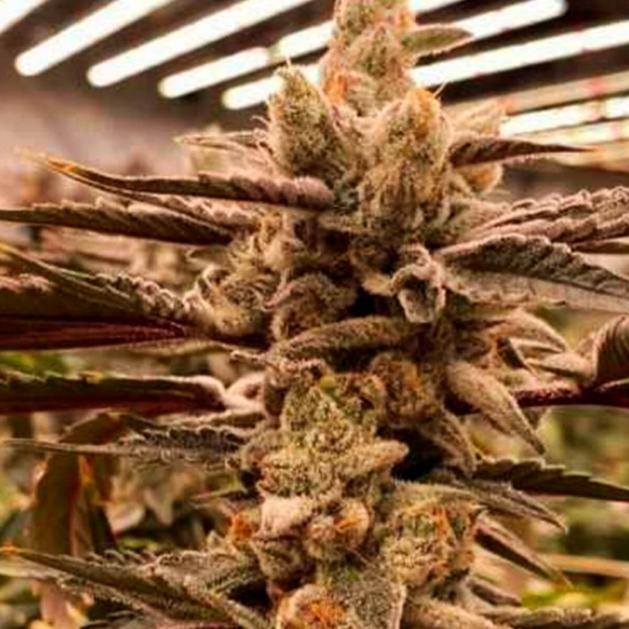 Semillas de marihuana feminizadas Zurple Punch BX de In House Genetics, cultivo interior.