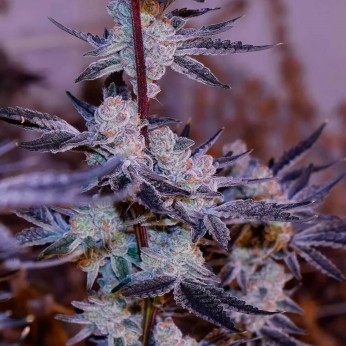 Semillas de marihuana feminizadas Platinum Jelly de In House Genetics.