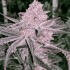 Semillas de marihuana feminizadas Jelly Sickle de In House Genetics.