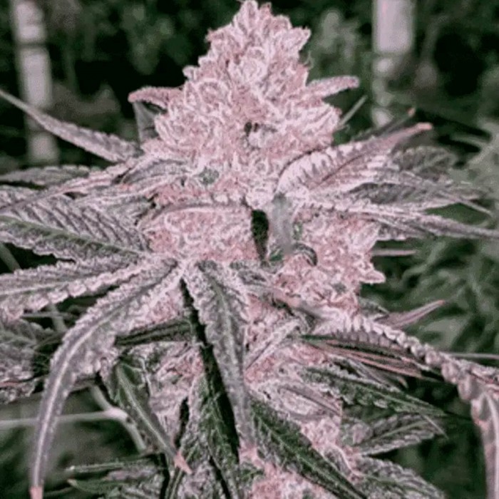 Semillas de marihuana feminizadas Jelly Sickle de In House Genetics.