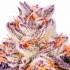 Semillas de marihuana feminizadas Jelly Sickle de In House Genetics, cogollo rosa.