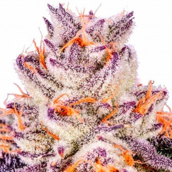 Semillas de marihuana feminizadas Jelly Sickle de In House Genetics, cogollo rosa.
