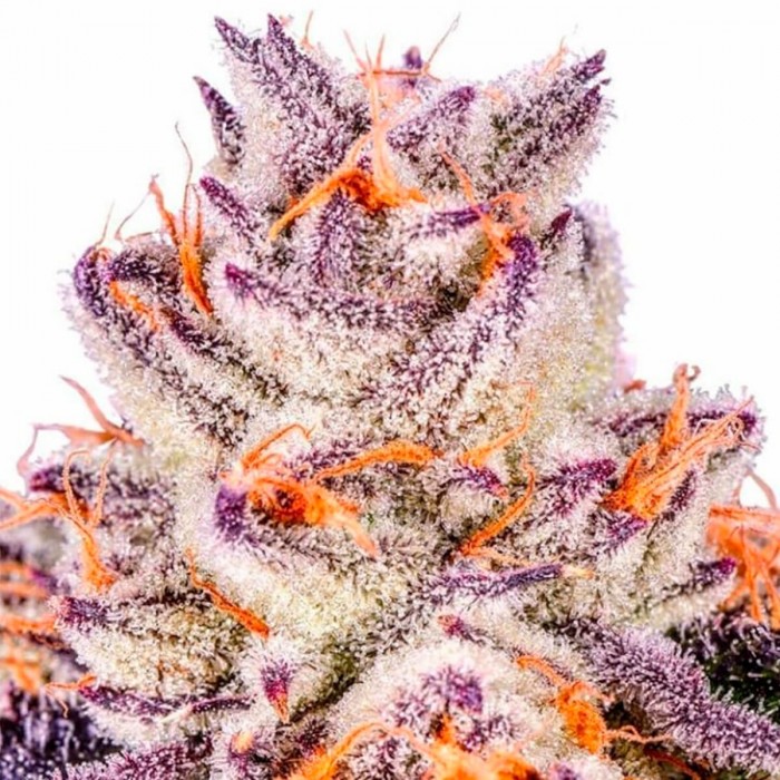 Semillas de marihuana feminizadas Jelly Sickle de In House Genetics, cogollo rosa.
