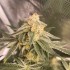 Semillas de marihuana feminizadas Frozen Gelato de In House Genetics, cogollo resinoso.