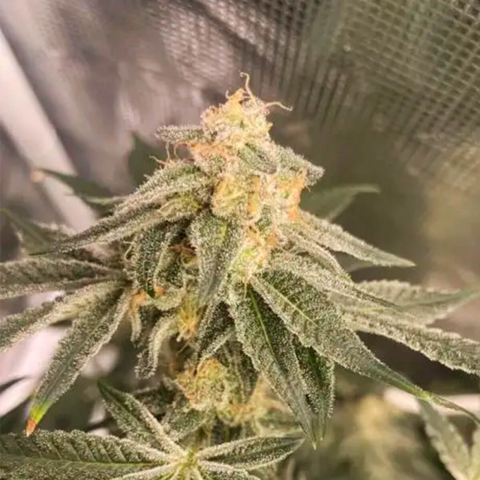Semillas de marihuana feminizadas Frozen Gelato de In House Genetics, cogollo resinoso.