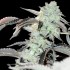FROZEN GELATO (In House Genetics)