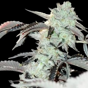 Semillas de marihuana feminizadas Frozen Gelato de In House Genetics, cogollo blanco.