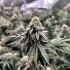 Semillas de marihuana feminizadas Crystal Cookies V2 de In House Genetics, cogollo compacto.