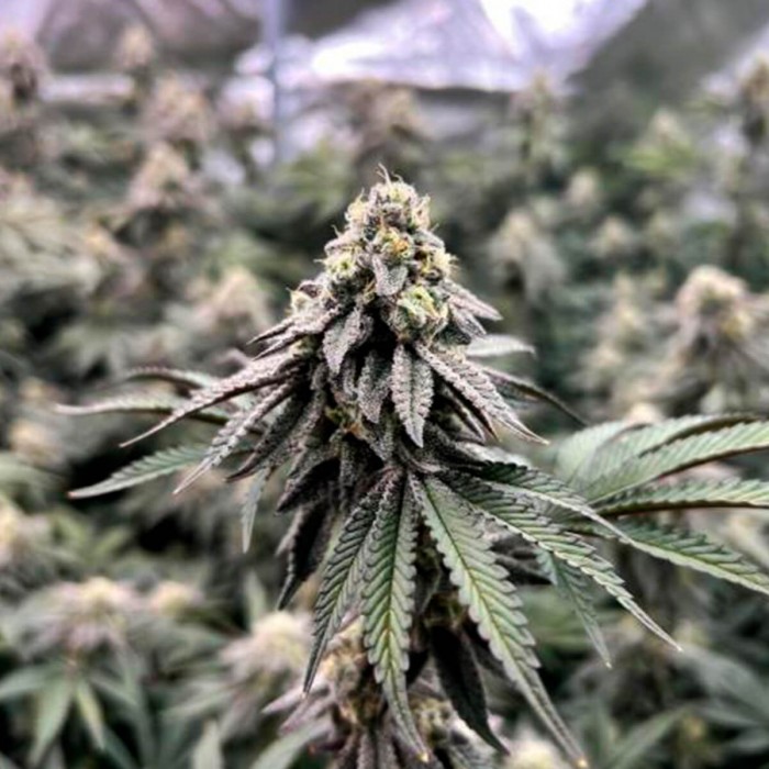 Semillas de marihuana feminizadas Crystal Cookies V2 de In House Genetics, cogollo compacto.