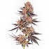 CRYSTAL COOKIES V2 (In House Genetics)