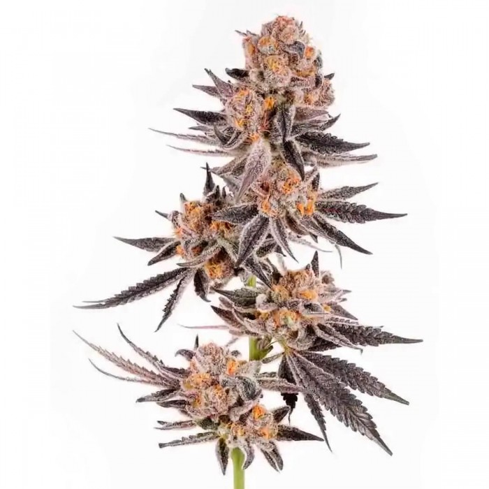 Semillas de marihuana feminizadas Crystal Cookies V2 de In House Genetics, cogollo morado.